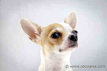 This genetic mutation helped scientists track the evolution of domestic dogs