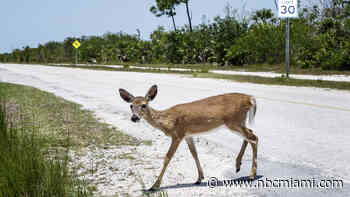 Reward Offered After Federally Protected Key Deer Shot Near Key West