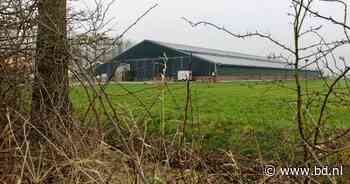 Strijd over geitenstal Brakel bereikt climax: gemeenteraad stemt over toekomst 'gevaarlijke' boerderij - BD.nl