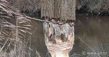 De knagende kracht van een bever | Best, Meierijstad en Son | ed.nl - Eindhovens Dagblad