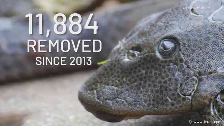 San Marcos River tourist spots endangered by invasive fish