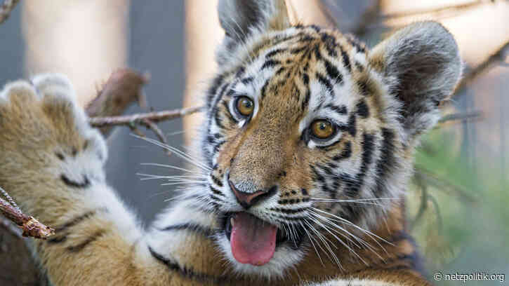 Wochenrückblick KW4: Von Datentigern, Pornovillen und Keksen