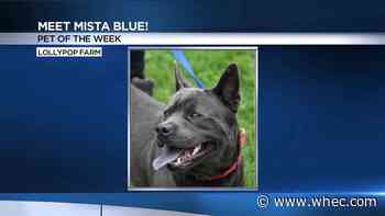 Pet of the Week: Mista Blue