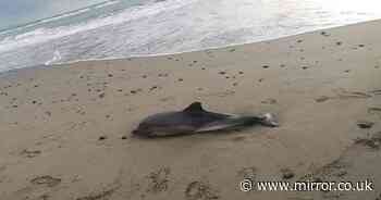 Mystery as 11 dolphins wash up dead on Costa del Sur tourist beaches in 1 month
