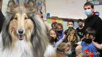 High school teacher, therapy dog travel to bring comfort to all ages