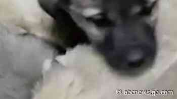 WATCH:  More than 60 puppies rescued from freezing cold