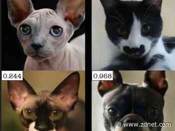 What does AI know of cats and dogs? Maybe very little