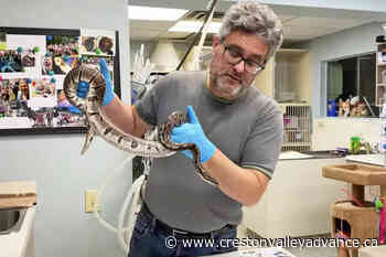 Lower Mainland vet has big snakes that need homes – Creston Valley Advance - Creston Valley Advance