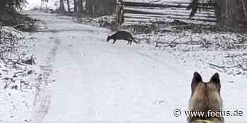 Paar geht bei Augsburg im Wald spazieren - plötzlich steht ein Känguru vor ihnen - FOCUS Online