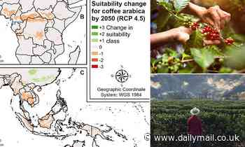 Coffee could be harder to grow as climate change takes hold, study warns