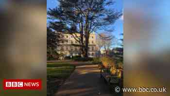 Leamington Spa cedar tree to be felled on safety grounds