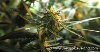 Bill legalizing medical marijuana for autism passes in health committee - News 5 Cleveland
