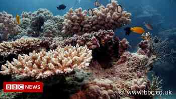 Great Barrier Reef: Australia pledges A$1bn but draws renewed climate criticism