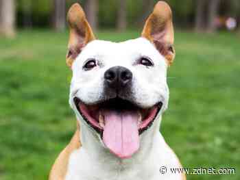 A new experiment: Does AI really know cats or dogs -- or anything?