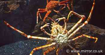 Giant red king crabs from Russia which can grow up to 6ft appear in British waters