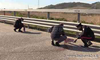 Violenza sugli animali - Cane legato e ucciso a Crotone, il sospetto degli animalisti: «Forse gli hanno anche sparato» - LaC news24