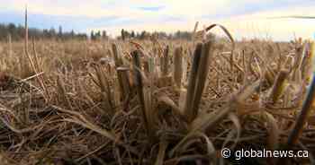 Dry January: Alberta farmers appeal for help as feed supply dwindles