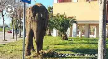 Elefante scappa dal circo e va a brucare l'erba dei giardinetti. La gita immortalata dai passanti - quotidianodipuglia.it