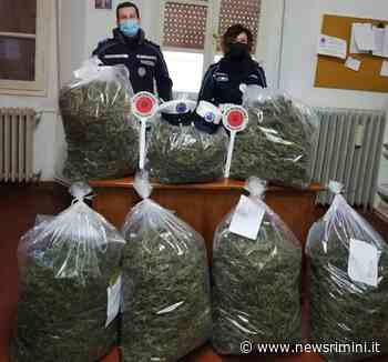 Tradito dall'odore nel veicolo: fermato con 30 kg di erba • newsrimini.it - News Rimini