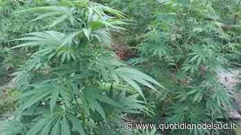 L'erba per curare l'inappetenza non è reato: assolto dal giudice a Cosenza - Il Quotidiano del Sud - Quotidiano del Sud