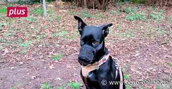 Trebur: Unglücksfall oder Giftköder? - Echo Online