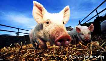 Why pigs don't get sick from the coronavirus - Futurity: Research News