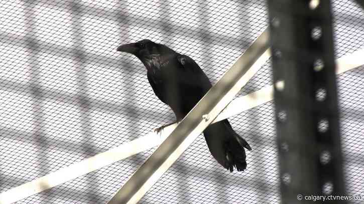 Lovesick raven unable to break free from Calgary gardening centre
