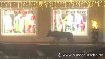 Region Traunstein: Wolf soll abgeschossen werden - Bayern - Süddeutsche Zeitung - SZ.de