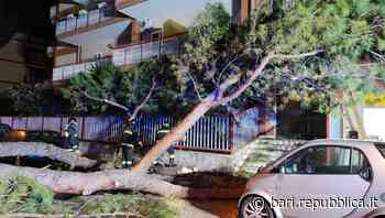Bari, grosso pino cade a Poggiofranco: tragedia sfiorata in via Papa Innocenzo XII - La Repubblica