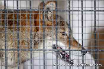 Cook County forest preserves to review captive animal program following coyote controversy - Chicago Tribune