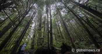 B.C. First Nations make deal with Western Forest Products to defer old-growth logging - Global News