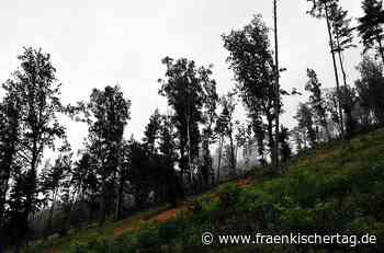 Klimawandel in Kronach: Diese Gegenmaßnahmen können Waldbauern ergreifen - Fraenkischer Tag