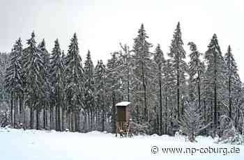 Frankenwald - „Jeder Baum zählt“ - Neue Presse Coburg