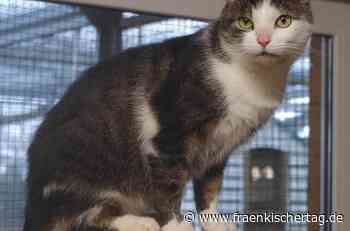 Kronach: Schmusekater „Woody“ sucht ein Zuhause - Fraenkischer Tag
