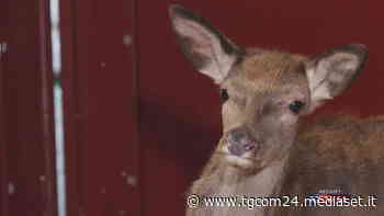 Lecco, la rinascita del cervo Battista: dalla paralisi da stress al ritorno a correre - Video Tgcom24 - TGCOM