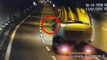 Superstrada 36 Lecco - Sondrio, autocisterna carica di carburante schiva due asini in galleria ed evita il di… - La Stampa