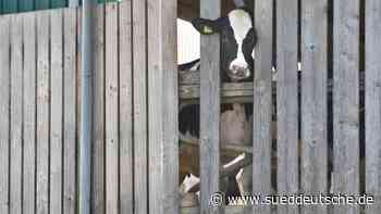 Prozesse - Memmingen - Weitere Anklage im Allgäuer Tierschutz-Skandal erhoben - Panorama - Süddeutsche Zeitung