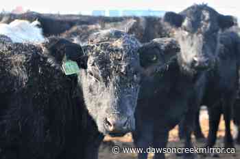 More rain, livestock producers needed for 2022 - Dawson Creek Mirror
