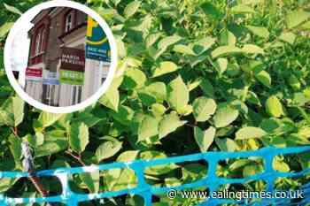 Japanese knotweed will no longer affect homeowners - Ealing Times