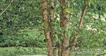 Master Gardener: Trees, shrubs from annual SWCD sale offer natural benefits - The Livingston County News