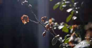 Master Gardener: Trees and plants need water in the winter - Tulsa World