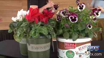 Weekend Gardener: Put some color in your winter garden - KBTX