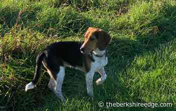 THE SELF-TAUGHT GARDENER: Adaptation - theberkshireedge.com