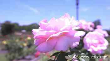 Weekend Gardener: New Year resolutions for your garden - KBTX