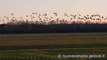Centinaia di oche grigie volteggiano sopra i cieli di Caorle - La Nuova Venezia