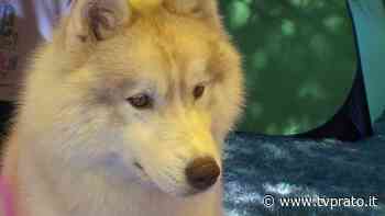 Prato città amica degli animali: è di nuovo prima in Italia per cura e servizi - tvprato.it