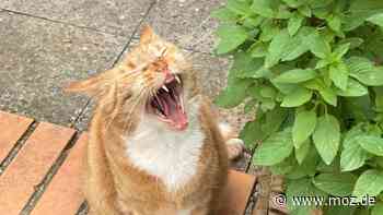 Katze in Premnitz: Freilaufende Katzen müssen kastriert sein – warum der Tierschutzverein Rathenow das positiv bewertet - moz.de