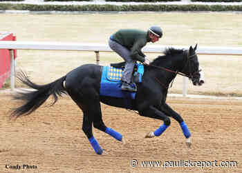 Unbeaten California Shipper Newgrange Takes On Dash Attack In Oaklawn's Southwest - Horse Racing News - Paulick Report