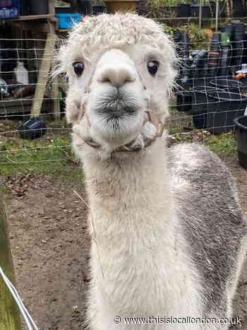 Alpaca my bags for the Lost Gardens of Sevenoaks - Vivia Shukla, Newstead Wood