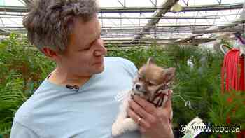 Looking for a plant that won’t hurt your pet?